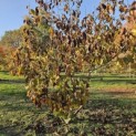 Magnolia 'Spectrum' - herfst