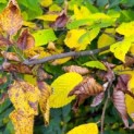 Carpinus betulus - impressie herfst