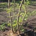 Gleditsia triacanthos ‘Sunburst' -  4 stammig