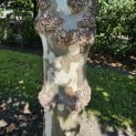 Platanus x hispanica - 1