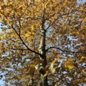 Fagus sylvatica 'Atropunicea' - 4
