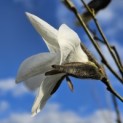 Magnolia 'Wada's Memory' - 1