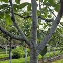 Juglans regia 'Cyril' - Foto 5