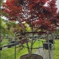 Acer palmatum 'Bloodgood' - Foto 2