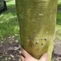 Fagus sylvatica 'Atropunicea' - 3