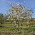 Amelanchier lamarckii - Foto 1