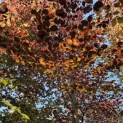 Fagus sylvatica 'Atropunicea' - Foto 1