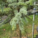 Cedrus libani 'Glauca' - 1