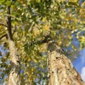 Gymnocladus dioica - 8