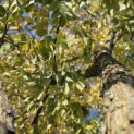 Gymnocladus dioica - 9