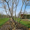 Amelanchier lamarckii - Foto 1