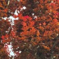 Acer palmatum 'Fireglow' - 1