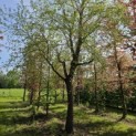 Betula nigra - 2