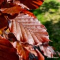 Fagus sylvatica 'Atropunicea' - impressie blad rode beuk