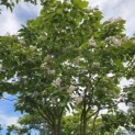 Catalpa erubescens 'Purpurea' - Foto 7