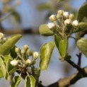 Pyrus c. 'Gieser Wildeman' - impressie bloesem