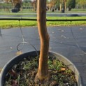 Acer griseum - Foto 3