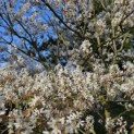 Amelanchier lamarckii - 2