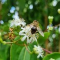 Heptacodium miconioides - Zevenzonenboom bloem