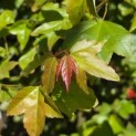 Acer buergerianum - impressie foto blad voorjaar