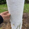 Betulus utilis Doorenbos (Jacquemontii) - 2