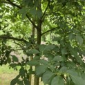 Styrax japonicus - 3