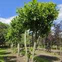 Platanus x Hispanica - juni 2026.