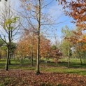Fagus sylvatica 'Atropunicea' - Foto 1