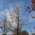 Fagus sylvatica 'Atropunicea' - Foto 3