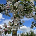Malus 'Red Sentinel' - 3