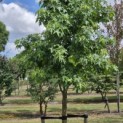 Liquidambar styraciflua - 1