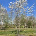 Amelanchier lamarckii - 1