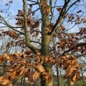 Fagus sylvatica - 2