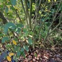 Amelanchier alnifolia 'Obelisk' - 1