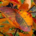 Amelanchier lamarckii - Afbeelding 1