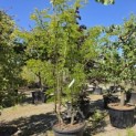 Gleditsia triacanthos ‘Sunburst' - Foto 1