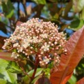 Photinia fraserii 'Red Robin' - Afbeelding bloei