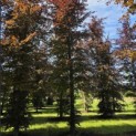 Fagus sylvatica 'Atropunicea' - Foto 2