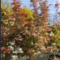 Acer palmatum 'Twombly's Red Sentinel' - Foto 7