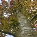 Fagus sylvatica 'Atropunicea' - Foto 3