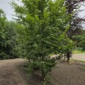 Carpinus betulus - 2