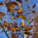 Castanea Sativa - november 2025