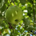 Malus domestica 'Lombarts' - 1