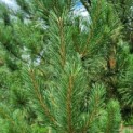 Pinus sylvestris - Afbeelding 6