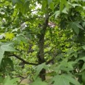 Liquidambar styraciflua - juni 2026