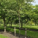 Amelanchier lamarckii - 2