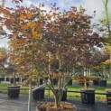 Acer palmatum 'Bloodgood' - 1
