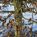 Carpinus betulus - 1