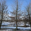 Carpinus betulus - 2