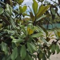 Magnolia grandiflora 'Goliath' - 4